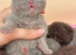 Fawn British short hair female - British Shorthair Kitten For Sale - Hallandale&comma; FL&comma; US