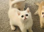British shorthair kitty Aly - British Shorthair Kitten For Sale - Newcastle&comma; WA&comma; US
