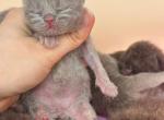 Fawn British short hair male - British Shorthair Kitten For Sale - Hallandale&comma; FL&comma; US