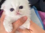 Scottish fold long hair black silver shaded point - Scottish Fold Kitten For Sale - Hallandale&comma; FL&comma; US