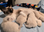 Ragamese - Ragdoll Kitten For Sale - Golden Valley&comma; MN&comma; US