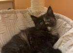 Pepper - Domestic Kitten For Sale - Philadelphia&comma; PA&comma; US