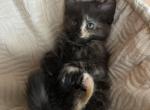 Toffee - Domestic Kitten For Sale - Philadelphia&comma; PA&comma; US