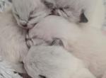 Chloes kittens - Ragdoll Kitten For Sale - Nixa&comma; MO&comma; US