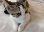 Dove - Domestic Kitten For Sale - Lancaster&comma; PA&comma; US