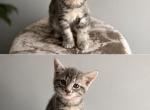 Princess - Bengal Kitten For Adoption - 
