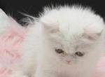 Exotic shorthair - Exotic Kitten For Sale - Palm Coast&comma; FL&comma; US
