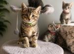 Chunk - Maine Coon Kitten For Sale - 