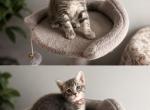 Meatball - Maine Coon Kitten For Sale - 