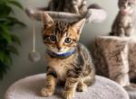Bluey - Maine Coon Kitten For Sale - Greece&comma; NY&comma; US