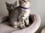 Jelly bean - Maine Coon Kitten For Sale - Greece&comma; NY&comma; US