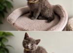 Loaf - Maine Coon Kitten For Sale - Greece&comma; NY&comma; US