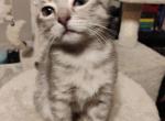 Applesauce - Domestic Kitten For Adoption - Jacksonville&comma; AR&comma; US