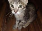 Neo - Domestic Kitten For Adoption - Jacksonville&comma; AR&comma; US