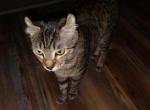 Keanu - Domestic Kitten For Adoption - Jacksonville&comma; AR&comma; US