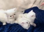 Persian  white exotic litter - Persian Kitten For Sale - Palm Coast&comma; FL&comma; US