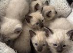 Katarinas kittens - Siamese Kitten For Sale - Clarksville&comma; TN&comma; US