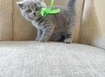 British Shorthair Kittens Ready Now - British Shorthair Kitten For Sale - 