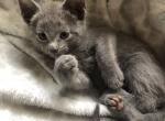 Russian Blue Kittens Ready Now - Russian Blue Kitten For Sale - 