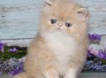 Persian Kittens Ready Now - Persian Kitten For Sale - 