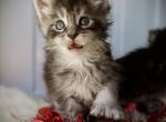 Maine Coon Kittens Ready Now - Maine Coon Kitten For Sale - Orange Park&comma; FL&comma; US