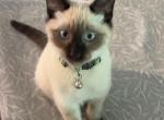 Dutch - Siamese Kitten For Sale - 