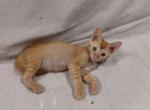 Ginger Tabby Kitten - Domestic Kitten For Adoption - AL&comma; US