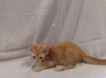 Ginger Tabby Kittens - Domestic Kitten For Adoption - AL&comma; US