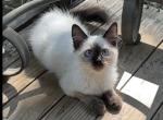 Delilah - Siamese Kitten For Sale - 