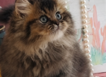 momo - Persian Kitten For Sale - 