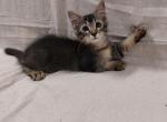 Tabby Kittens - Domestic Kitten For Adoption - AL&comma; US