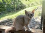 Zephyr - Turkish Angora Kitten For Sale - 