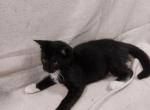 Kittens - Domestic Kitten For Adoption - AL&comma; US