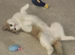 Bebe - Scottish Straight Cat For Adoption - Phila&comma; PA&comma; US