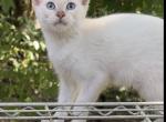 Sparks - Siamese Kitten For Sale - Branson&comma; MO&comma; US