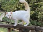 Willow - Turkish Angora Kitten For Sale - 