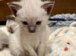 Mrs Mistoffeles - Colorpoint Shorthair Kitten For Adoption - Coalville&comma; UT&comma; US