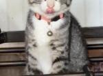 Tyson - American Shorthair Kitten For Sale - Branson&comma; MO&comma; US