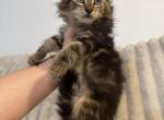 You choose - Maine Coon Kitten For Sale - West Springfield&comma; MA&comma; US