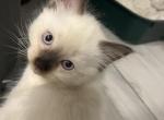 Seal point Ragdoll - Ragdoll Kitten For Sale - Scottsdale&comma; AZ&comma; US