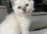 Blue point ragdoll - Ragdoll Kitten For Sale - 