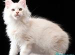 Valencio - Maine Coon Kitten For Sale - Miami&comma; FL&comma; US