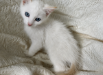 Male Flame Point Siamese - Siamese Kitten For Sale - 