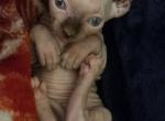 Elf Singleton - Sphynx Kitten For Sale - Boston&comma; MA&comma; US