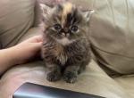 Cleopatras bomb litter - Persian Kitten For Sale - Conroe&comma; TX&comma; US