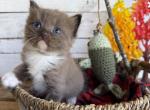 Meeko Fishing Litter - Ragdoll Kitten For Sale - 