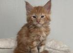 OJ - Maine Coon Kitten For Sale - Chicago&comma; IL&comma; US