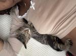 november and september - Domestic Kitten For Sale - Cleveland&comma; OH&comma; US