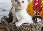 Mahi - Ragdoll Kitten For Sale - FL&comma; US