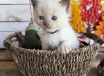 Trout - Ragdoll Cat For Sale - FL&comma; US